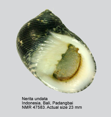 Nerita undata (4).jpg - Nerita undata Linnaeus,1758